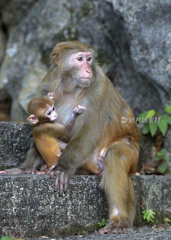 小猴子在妈妈的怀里