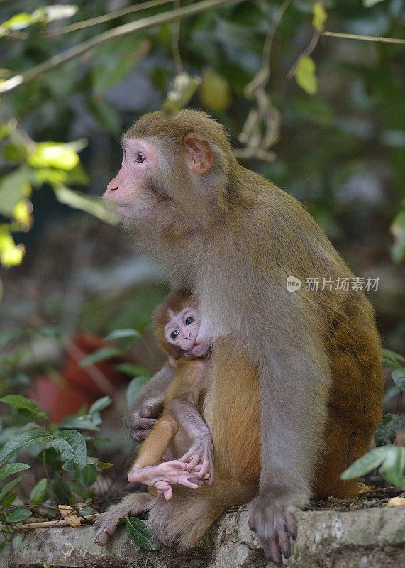 小猴子在妈妈的怀里