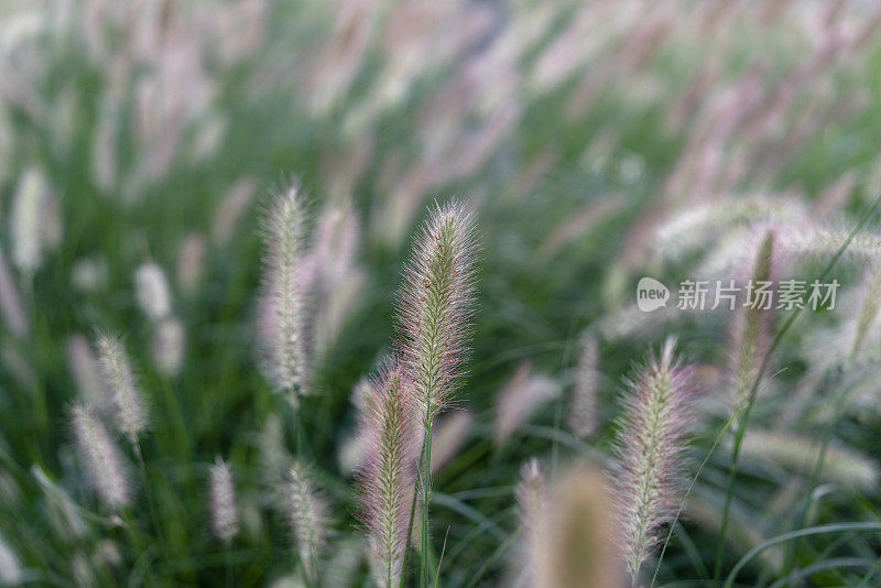 日落时的野狐尾草