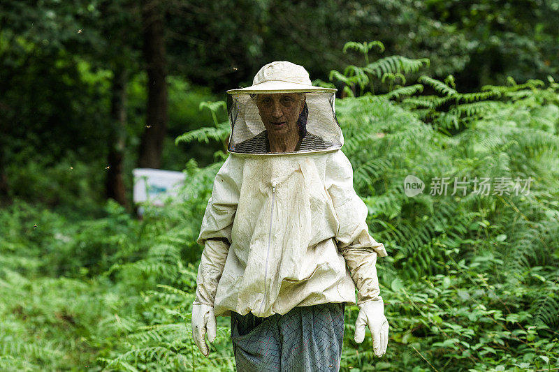 养蜂人研究蜂窝