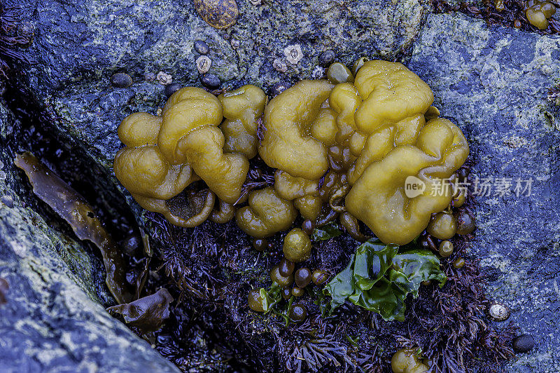 海菜花、海绵垫、异型革兰、码头革兰、冰川湾国家公园;阿拉斯加;