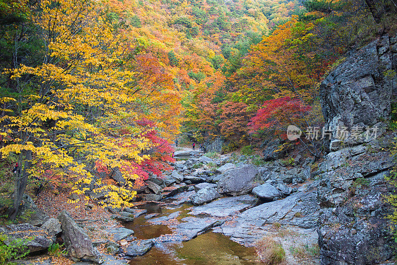 韩国秋景