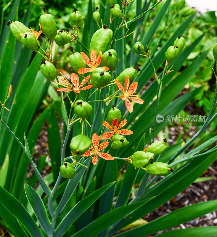 黑莓莉莉