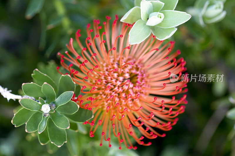 橙色针垫花，微距摄影，美丽的自然背景与复制空间