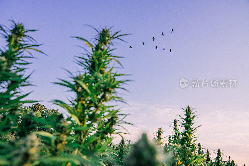 在科罗拉多州准备收获的CBD油大麻大麻农场，大雁在成熟的大麻植物上方迁徙