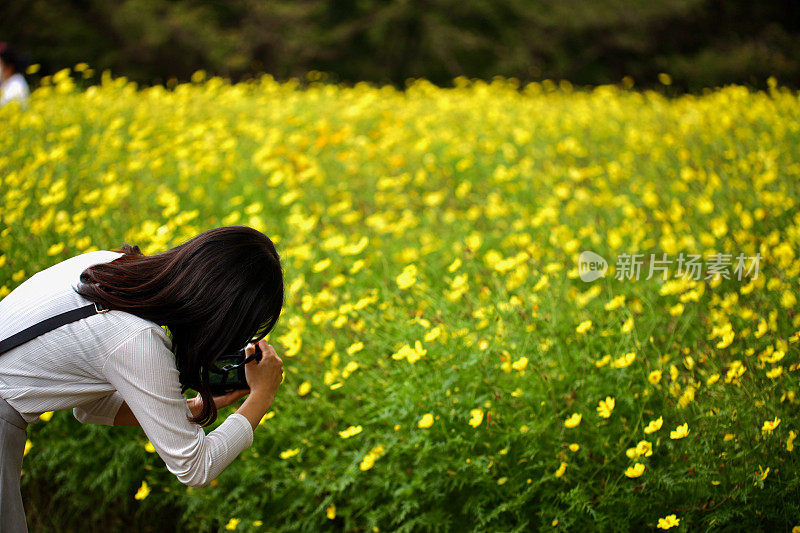 美丽的年轻女子在花田拍照