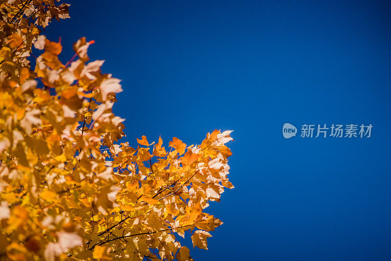 白桦树的叶子映衬着蓝天