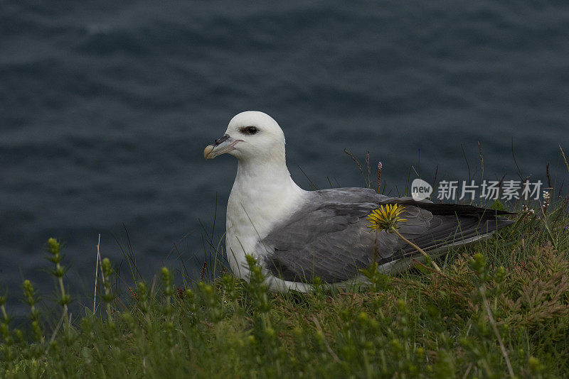 北极管鼻藿