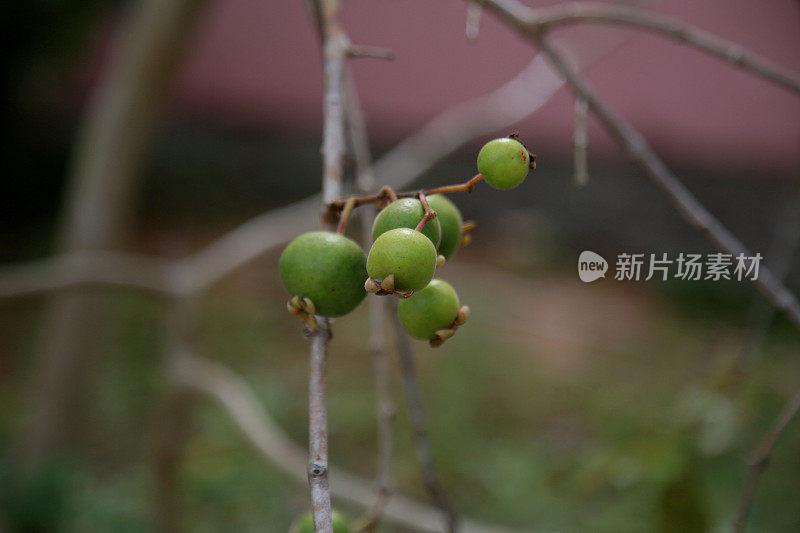 三桅帆船?a或者水果在巴伊亚