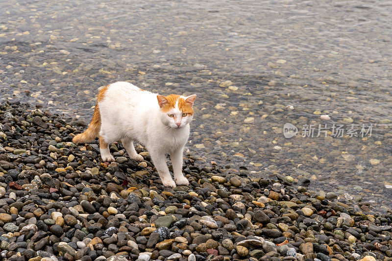 流浪猫在海边，在卵石上