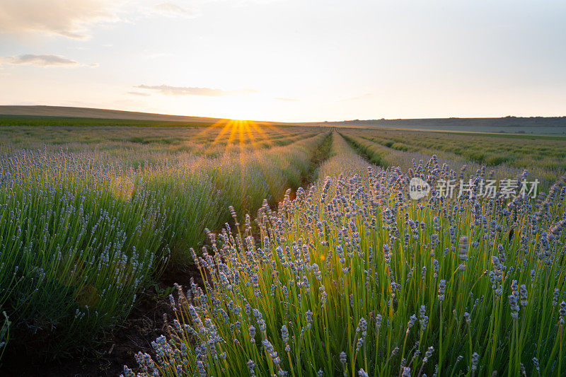 薰衣草庄园。农业职业。保加利亚的薰衣草花田。