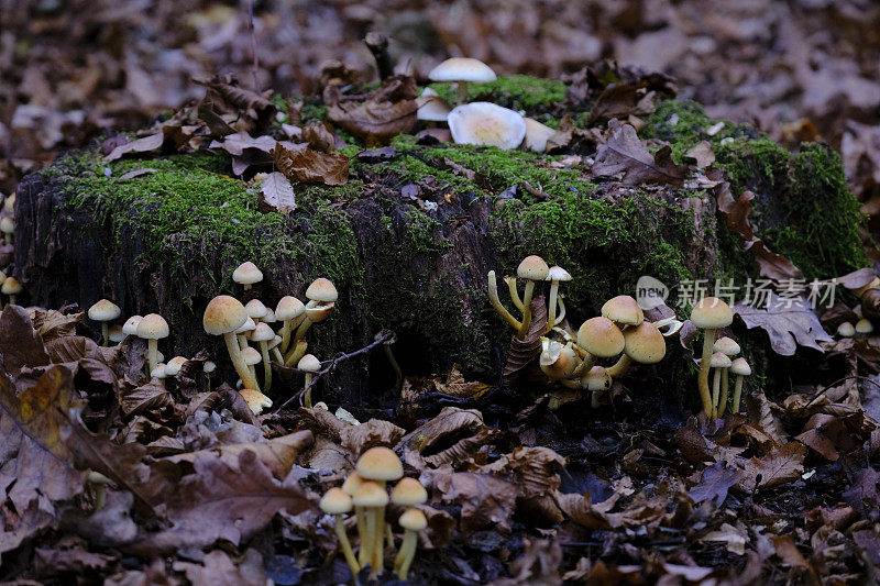野外生长的蘑菇特写镜头