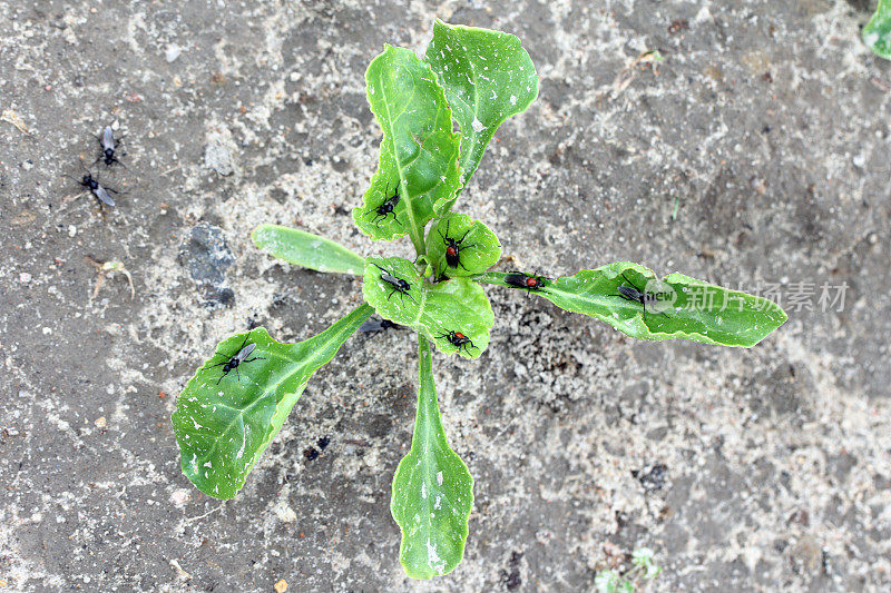 3月蝇(比比奥hortulanus)和爱虫在甜菜上。这种昆虫的幼虫生活在土壤和受损的植物根部。