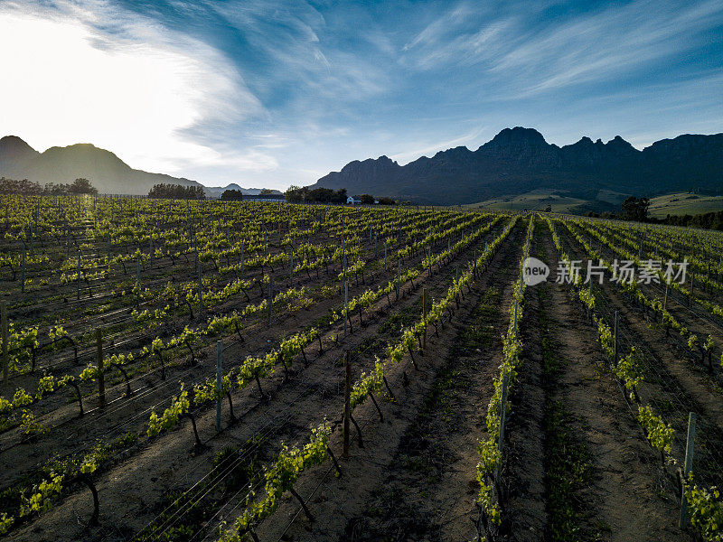 Stellenbosch酒庄的第一缕阳光