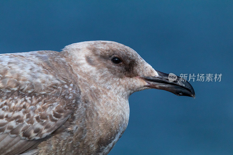 海岸边的雌海鸥