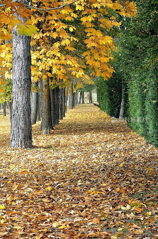 在温带地区，秋天是一年中的四季之一。它在夏季之后，在冬季之前。