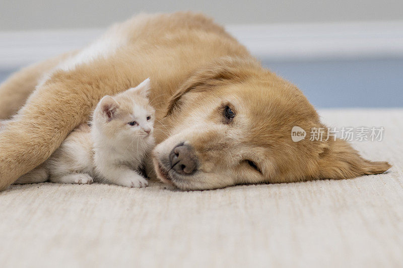 瞌睡的寻回犬和可爱的小猫