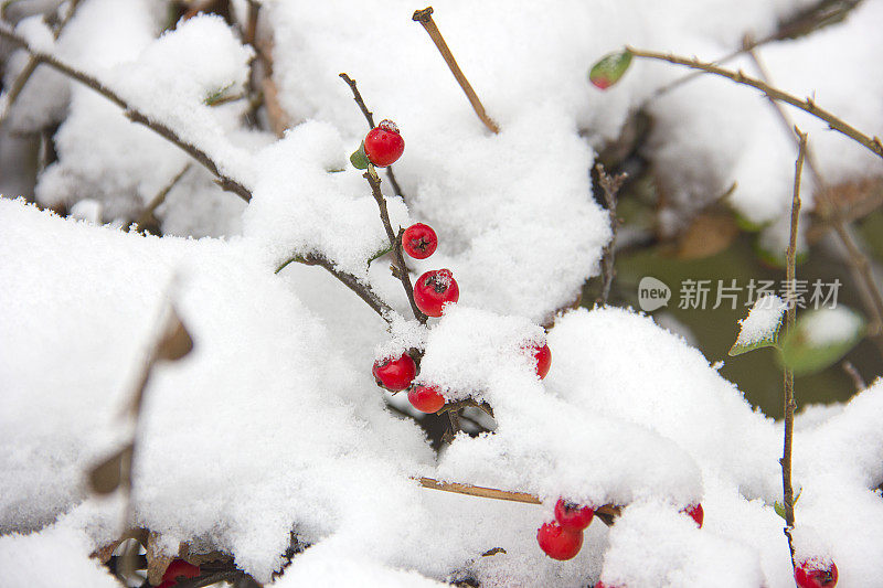 雪覆盖的树