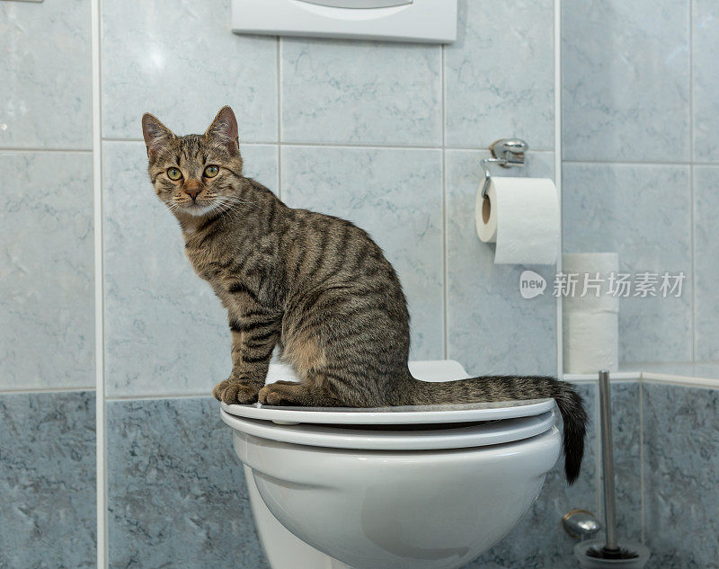 小灰虎斑猫坐在人类厕所上