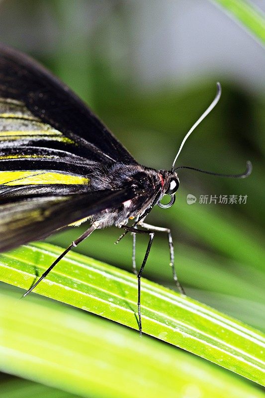 蝴蝶在叶子上。