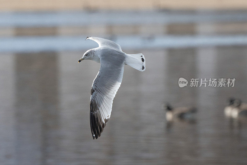 环嘴鸥在湖上空盘旋寻找鱼