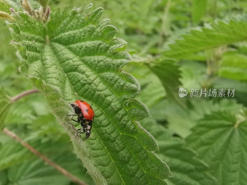 微距拍摄的一个活泼的红色瓢虫沿着一个绿色带刺的荨麻