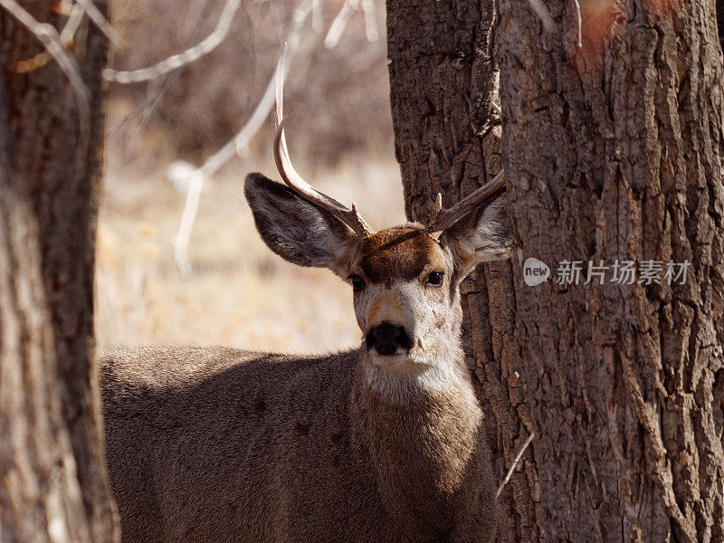 黑尾鹿