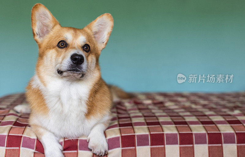 可爱顽皮的威尔士柯基犬