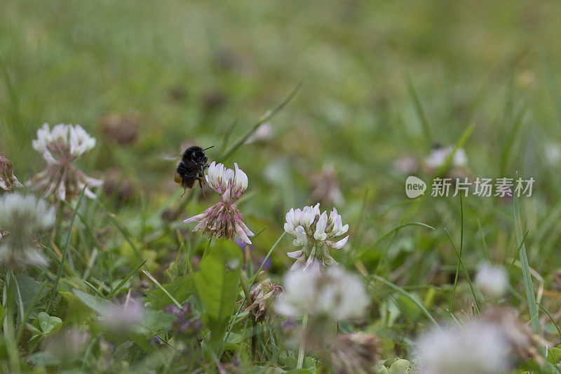 吃白丁香花蜜的红尾大黄蜂