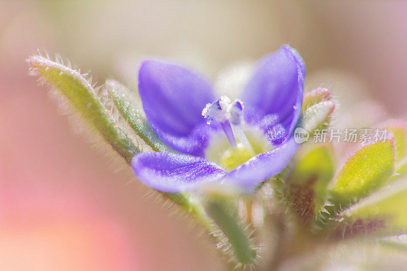 春天的紫小花微芽