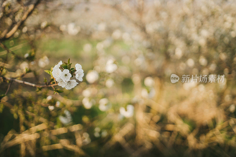 近距离的树上绽放着花朵