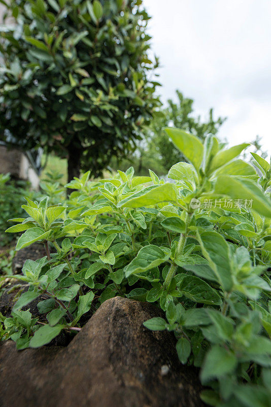 牛至植物生长在草药花园-特写