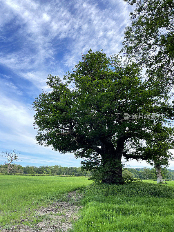 古英国橡树的形象(栎属)在休耕，草地，农田，乡村景观