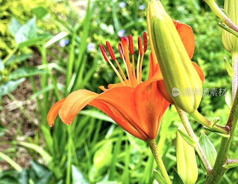 黄花菜夏天的花