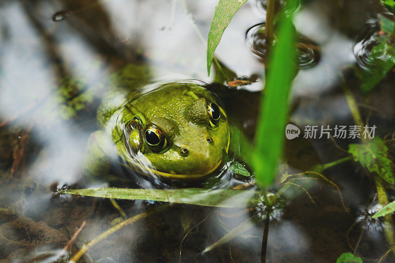 池塘水面上的青蛙