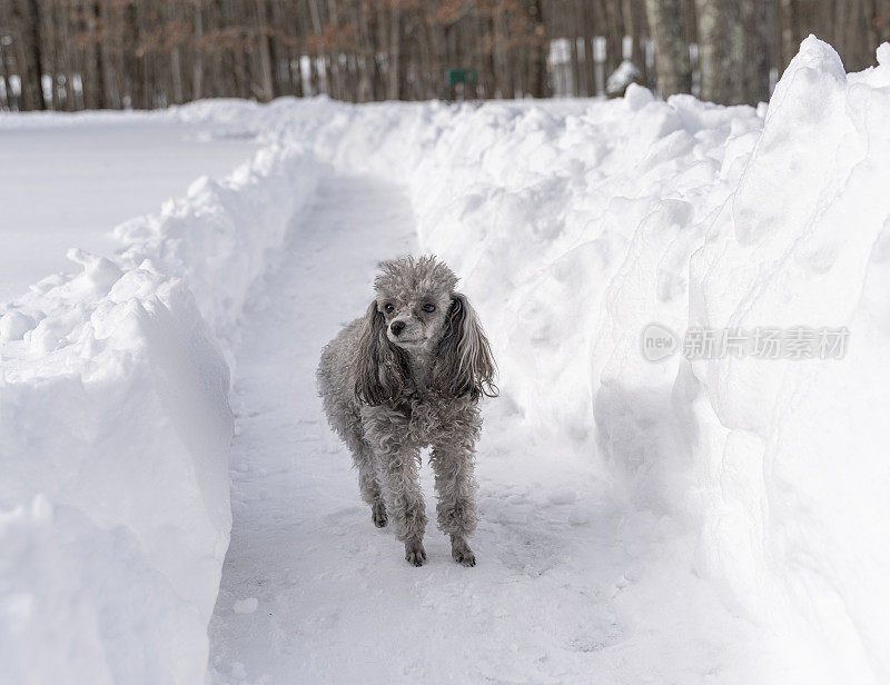 下雪后，迷你玩具Poddle狗走在刚刚清理干净的小路上。