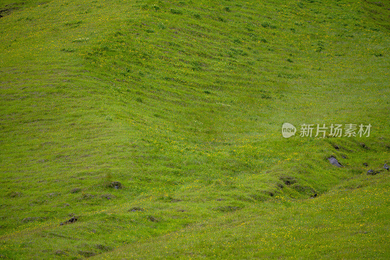 绿草覆盖在冰岛雷尼斯菲加拉黑沙滩上的大山丘上。