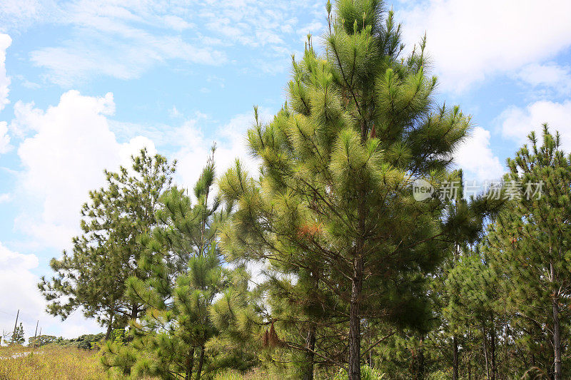 在巴伊亚岛的松树种植园