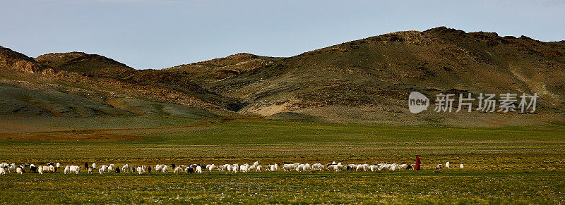 蒙古牧场上的绵羊和山羊。牧场的全景。肉类、牛奶和羊毛的来源。羊绒和奶酪是游客最喜欢的纪念品
