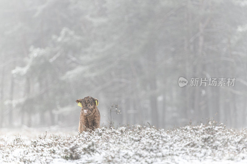 雪地里的苏格兰高地小牛的肖像