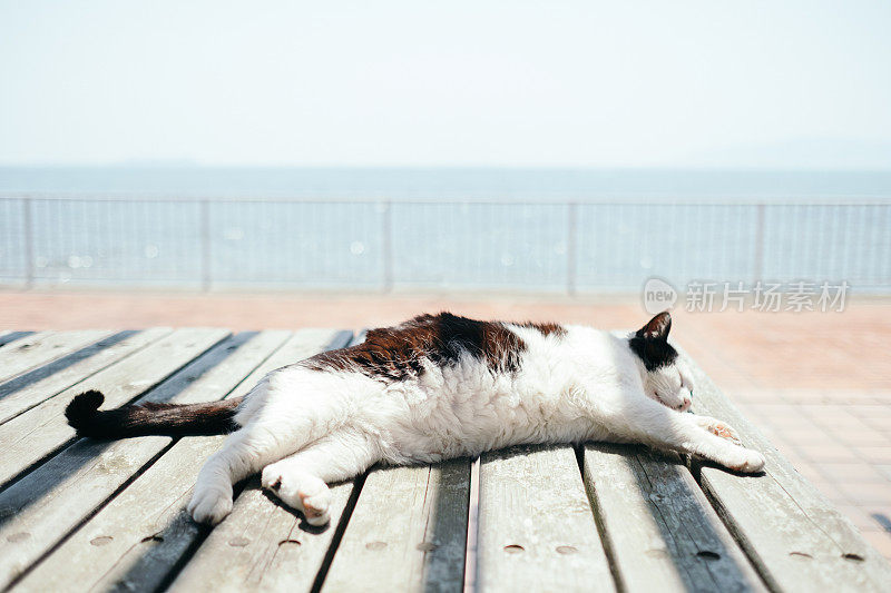 一只黑白相间的猫在公园的桌子上酣睡