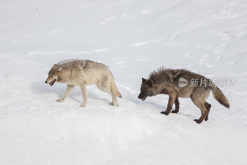 同一群的两只狼在雪地里行走