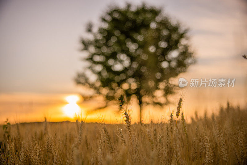 日落时，麦田里的小麦映着天空