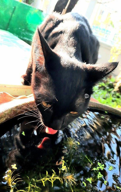 黑猫从小池塘里喝水。