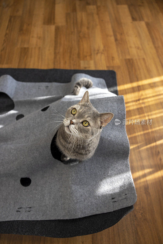 大头猫，在家里有洞的地毯上玩耍