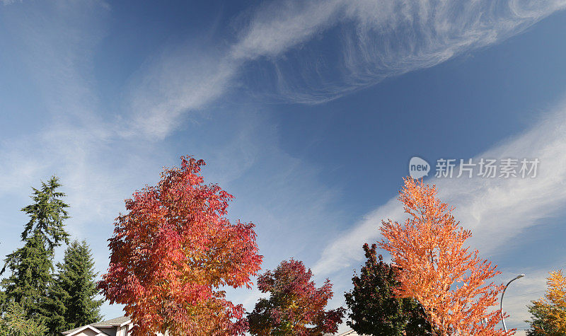 秋天的颜色和不列颠哥伦比亚省的开放天空