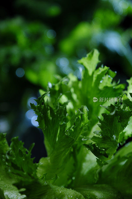 在家里重新种植生菜