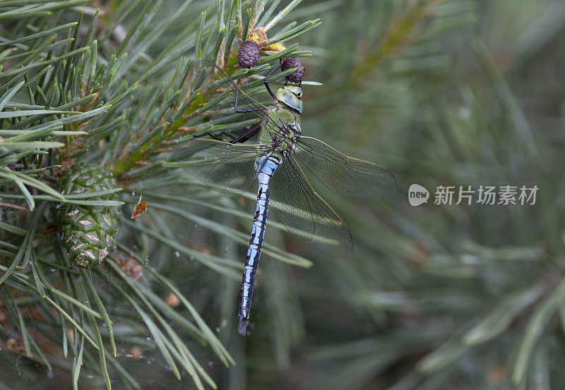 皇帝蜻蜓皇帝安诺皇帝