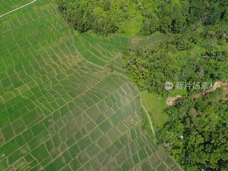 无人机拍摄的稻田在Tangse，亚齐省，苏门答腊岛，印度尼西亚