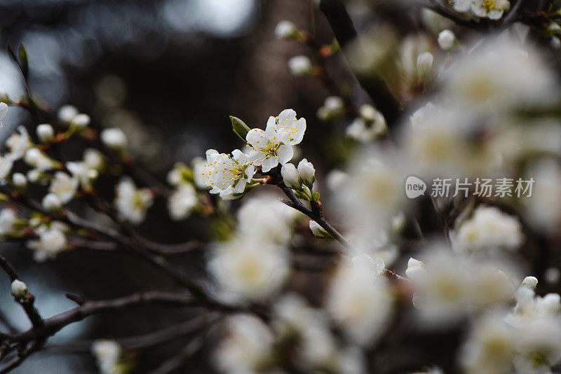 春天白色花朵